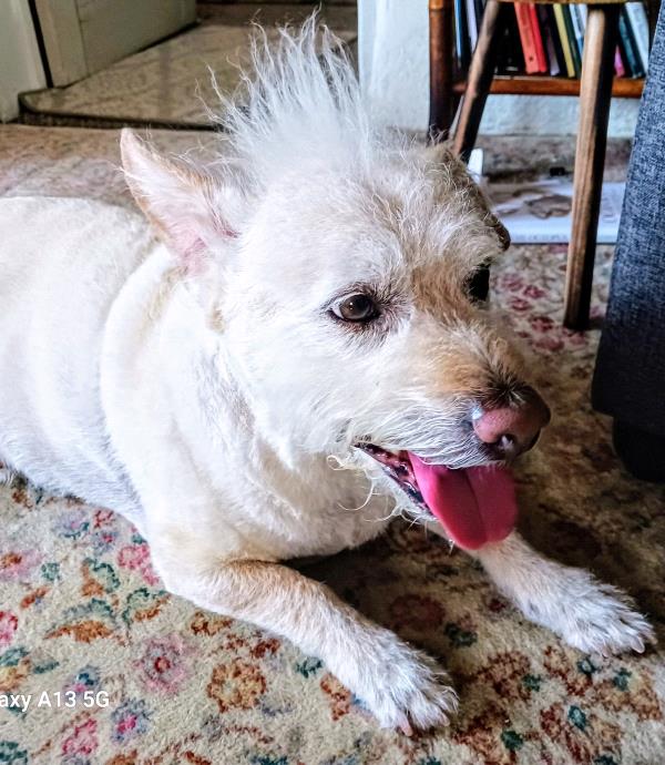 /images/uploads/the santa fe new mexican/santafepetcontest-2025/entries/31712thumb.jpg